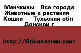 Манчкины - Все города Животные и растения » Кошки   . Тульская обл.,Донской г.